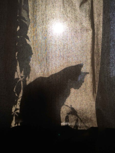 Photo le chat caché