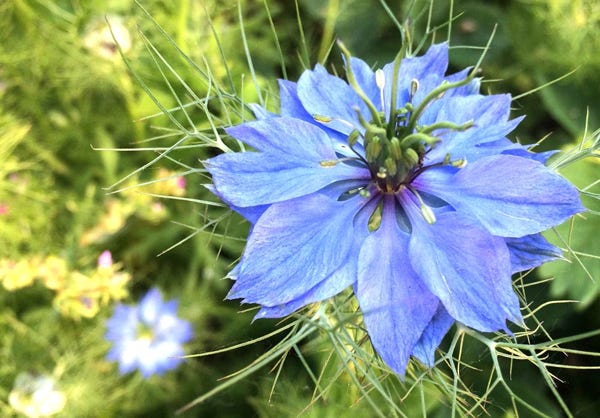 Photo fleur bleue